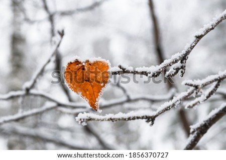 Heart-shaped yellow birch leaf covered with frost. Valentine's day concept. Royalty-Free Stock Photo #1856370727