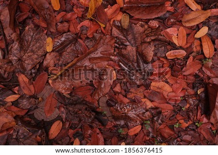 Different types of leaves from several trees fell in the rain. This image is suitable for backgrounds and wallpapers.