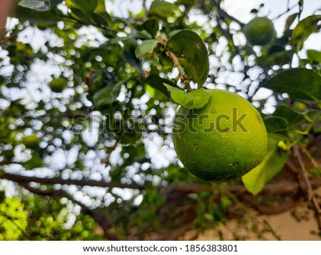 Close up of lemon fruit with blurred natural background. Selective focus 