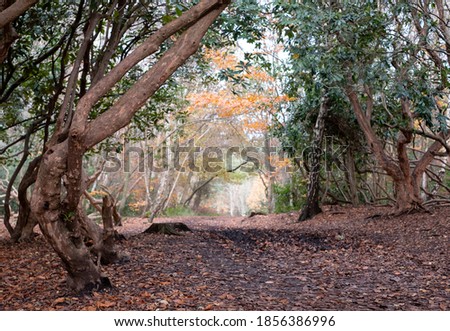 Path through the trees at Black Park Country Park, Iver Heath, Slough, London, UK. Photographed in late autumn with fallen leaves on the ground. Royalty-Free Stock Photo #1856386996