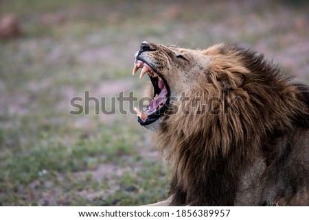 Male lion yawning in the Okavango Delta, Botswana