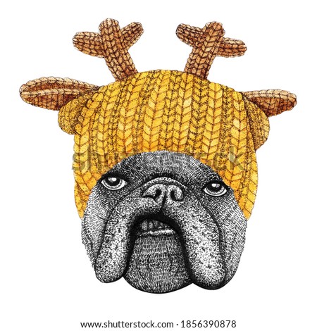 french bulldog with yellow knitted hat and scarf. Hand drawn illustration of dressed dog