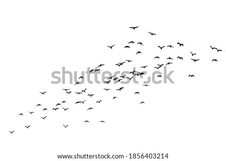 Teal flying in flocks White background Royalty-Free Stock Photo #1856403214