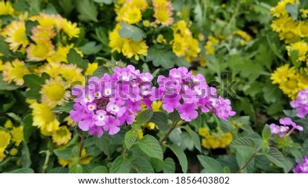 beautiful plants and flowers can be used  as background
