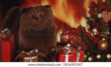 Portrait of gray fluffy cat in trendy Christmas New Year style. New Years Christmas festive background with burning fireplace and gifts. Luxurious domestic cat. Depth of field, soft focus
