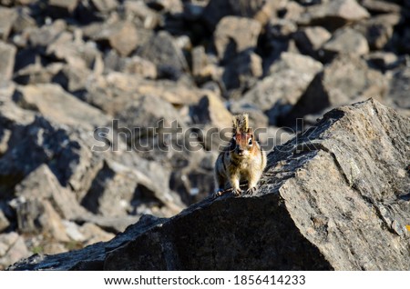 Cute squirrel at Banff National Park
