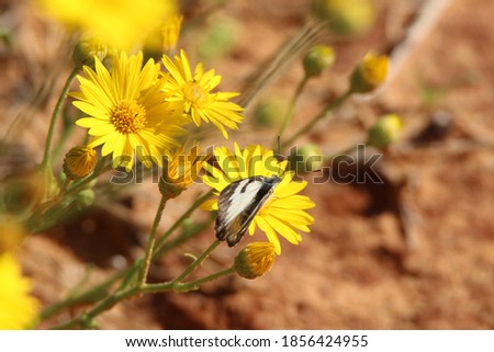 
A beautiful and amazing butterfly in its beauty drinks nectar from a yellow flower