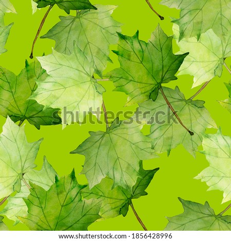 Maple leaves.Assorted autumn leaves.Art.Picture on white and colored background.