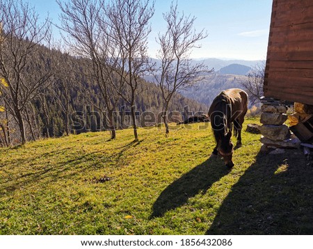 Romania mountain beauty walk with animals and mushrooms