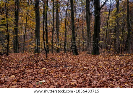A European Beech forest in autumn colours. Picture from Scania county, southern Sweden Royalty-Free Stock Photo #1856433715