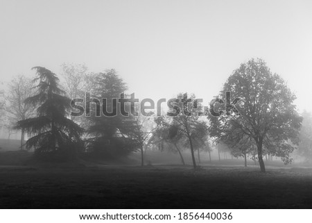 Dense fog in the park. Christmas fog. Cold winter. Foggy night