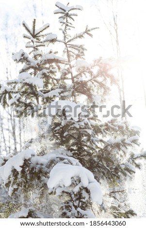 Winter background. Snow blizzard against the background of evergreen spruce trees. Snow falls from the fir. Selective focus