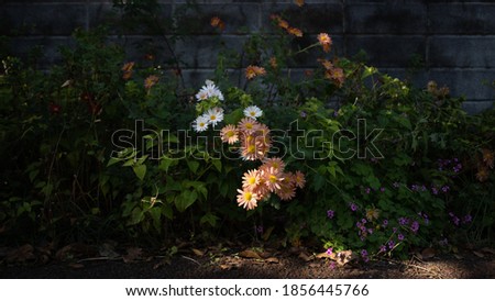 Daisies in the shade of a tree