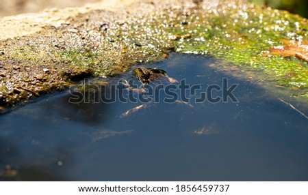 Anura frog in türkiye nature , amfibiler , frog .