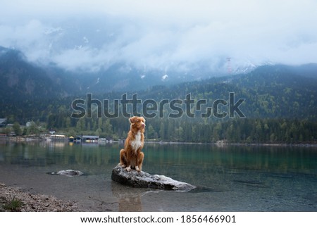  dog Nova Scotia Duck Tolling Retriever at Mountain Lake . Morning landscape with a pet
