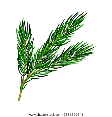 Fluffy Branch of Evergreen Pine Tree with Needle Leaves Vector Illustration