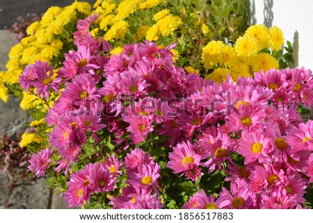 Colourful pink and yellow Chrysanthemums in a flowerbed
