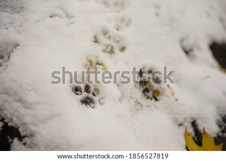 Trail In Snow Of A Cat Or Dog. Footprints In Snow.