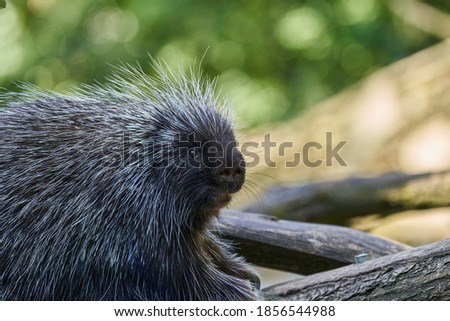 Erethizontidae, north american porcupine, climbing over trees and branches. Lives in North America, United States USA and Canada