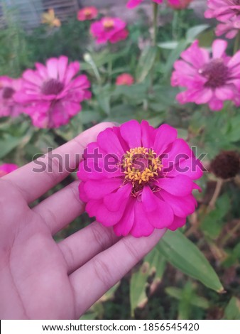 a selective focus, grainy, noised, blurry, beautiful pink flower indonesian people call it "bunga kertas"