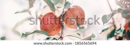 Beautiful ripe red apples on branches in orchard garden. Organic sweet fruits hanging on apple trees at farm. Eco natural background. Sunny fall day in countryside. Web banner header.