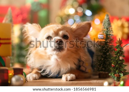 happiness and cheerful Dog breed Brown color Chihuahua with gifts present boxes and Christmas tree in the room, Happy Christmas festive background