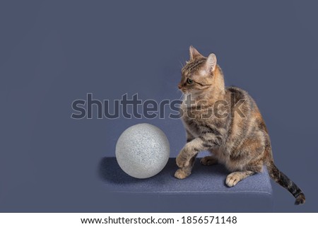 A tabby domestic cat with  a white ball is playing on a grey background