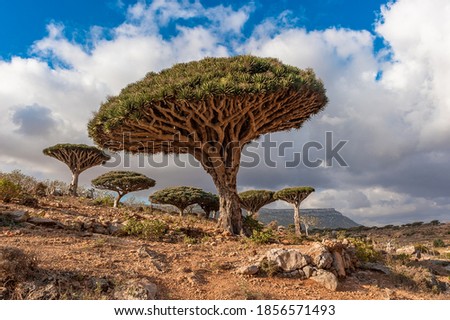 Dragon trees on Socotra Island, Yemen
 Royalty-Free Stock Photo #1856571493