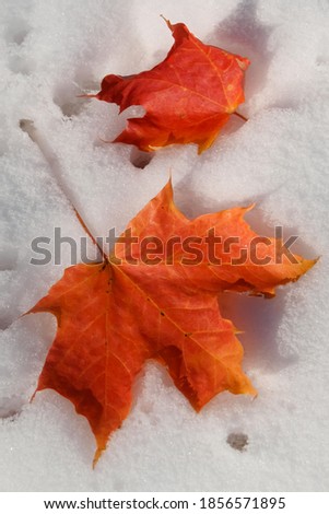 Red maple leaf on October snow MA USA