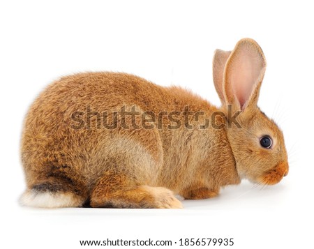 Brown rabbit isolated on a white background.