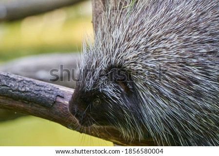 Erethizontidae, north american porcupine, climbing over trees and branches. Lives in North America, United States USA and Canada