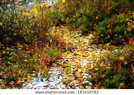 Autumn leaves in the snow Royalty-Free Stock Photo #185658782