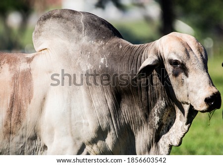 Portrait of a zebu bull at pasture
