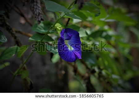 a portrait of a purple flower