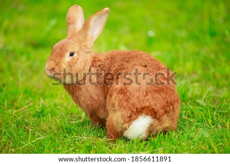 a large red rabbit stands on a green lawn