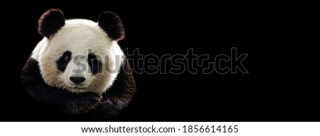 Template of Portrait of panda with a black background