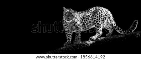 Template of Portrait of Panther with a black background