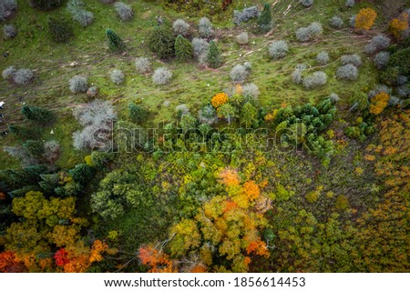 Beautiful top down aerial of fall or autumn foliage as the green leaves begin to change to bright red, yellow and orange colors on maple and other deciduous trees, shrubs and evergreens in Wisconsin.