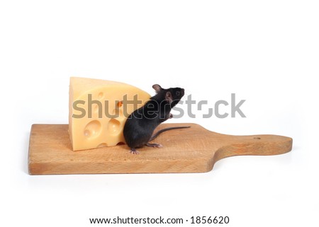 little mouse and cheese