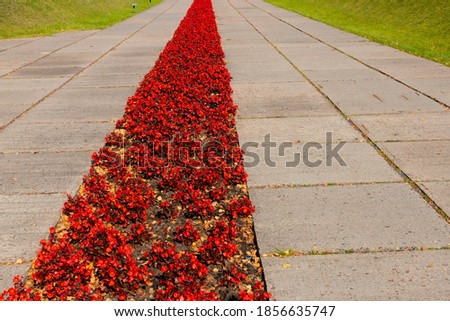 Pedestrian road with a strip of red flowers. The concept of memory, mourning, remember, believe, win.