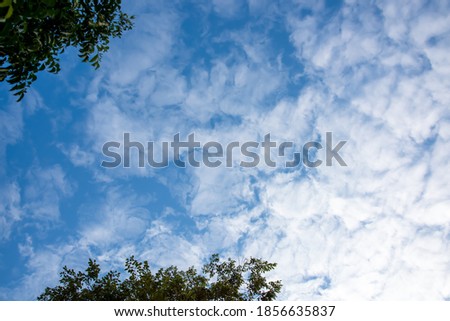 Fresh bright sky cover with white clouds, the treetops at the edge of the picture