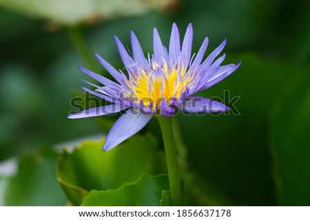 Beautiful purple lotus flower in pond nature concept background. The lotus flower select focus blur background.