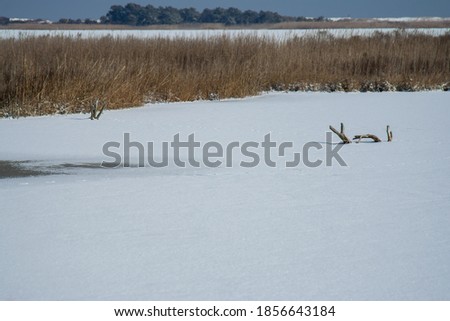 Frozen and snow covered marsh with protruding stick and trees in distance