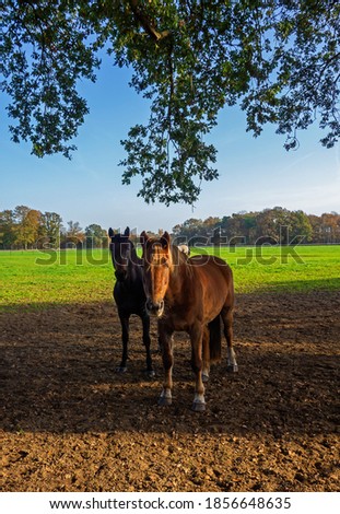 Group of horses in a meadow
