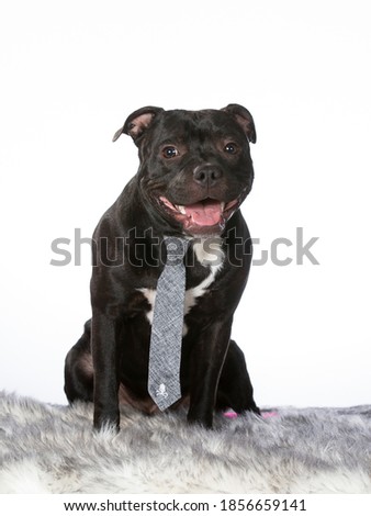 American staffordshire terrier posing with a tie, funny dog picture, isolated on white.