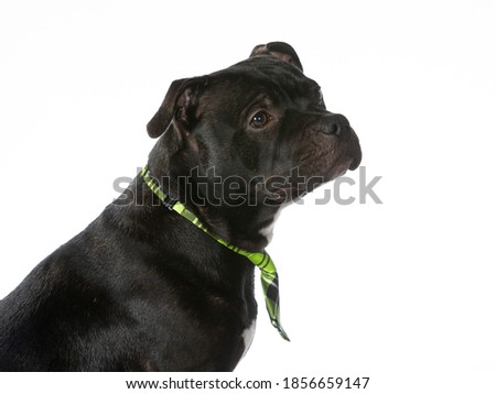 American staffordshire terrier posing with a tie, funny dog picture, isolated on white.