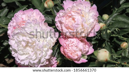 Light pink peonies bloomed on a flower bed in the garden. Spring flowering. Shallow depth of field.