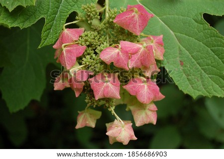 Pink Oak Leaf Hydrangea flower in bloom, close up. Green leaves in background. Horizontally oriented.