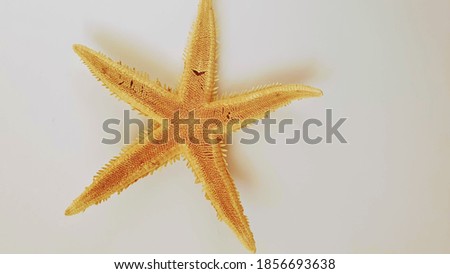 Yellow, dry, sea star - souvenir from rest.