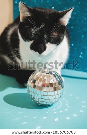Funny black and white tuxedo cat plays with New Year's and Christmas toys disco ball on blue background. Christmas with pets, precautions.